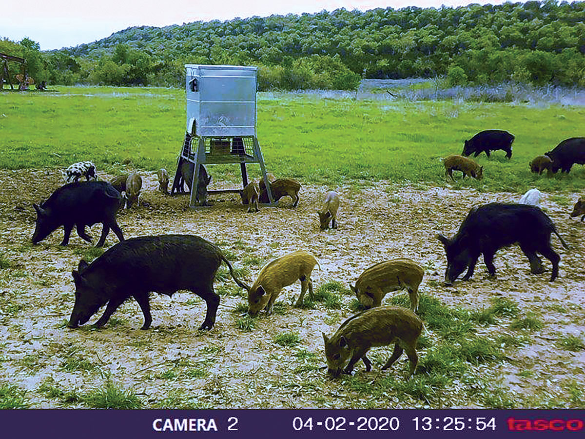 A scene that would delight an avid hog hunter. The landowner, perhaps not so much!